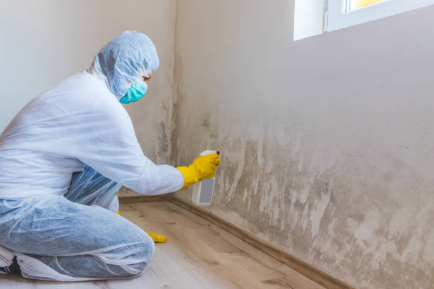 Licensed Commercial Mold Remediation service in Easton, PA - WQB Mold Removal